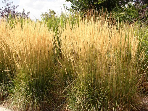 Calamagrostis Karl Foerster is a deciduous green grass that offers bronze flower flowers that later fade to brown standing upright reaching an impressive height of around 5ft making it one of the largest types. Its grows well in most soils except the very poorest and will thrive in full sun or partial shade in sheltered or exposed sites.
