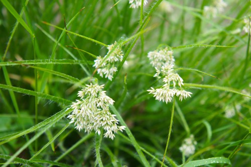 This grass, like many others, is resistant to pests and diseases and is very hardy. It is known for its snow-white blooms that grow on top of slender, rich green stems. The evergreen is clump-forming with medium blade widths. Small, it will reach between 30-40cm at its full maturity but the flower stems can reach some 60cm tall. It can be grown in sheltered or exposed sites and grows well in partial or full shade which makes it a great contender for this list. Will grow in nearly all soils types from poor to fertile as long as its well-drained.
