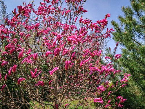 For the smaller garden, this slow-growing tree offers fragrant purple flowers that take on a goblet shape and are quite large. It blooms in the springtime but can sporadically bloom thereafter. The foliage remains rich green in colour and come Autumn turns a golden yellow. This is a magnificent specimen tree to add to your garden.