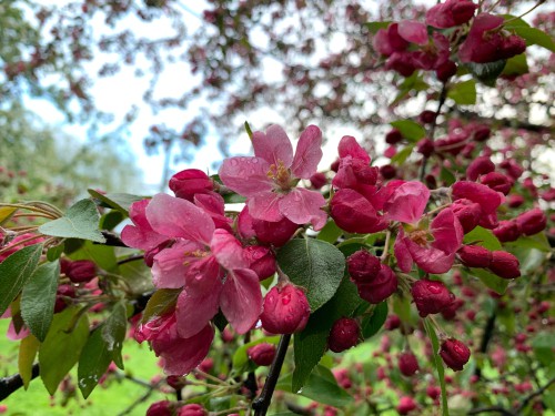 Crab apples are trees that have gained popularity because of the abundance of rich flowers early in the season. It's an upright deciduous tree and when it grows it takes on a rounded, spreading shape that eventually produces an onslaught of blooms which they are famous for.