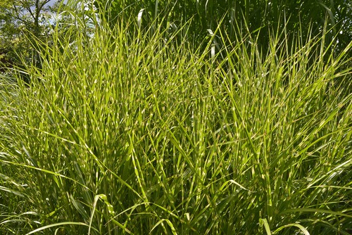 Getting its name from the unique pattern of horizontal, yellow rings that climb the leaves, the zebra type plant has attractive foliage that remains a mixture of green and yellow from the spring until autumn.
