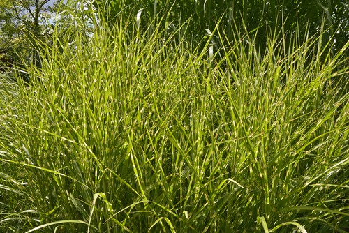 Getting its name from the unique pattern of horizontal, yellow rings that climb the leaves, the zebra type plant has attractive foliage that remains a mixture of green and yellow from the spring until autumn.