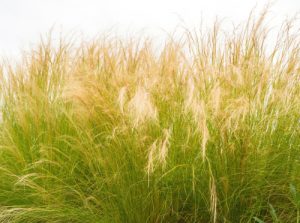 Stipa tenuissima also is known as Mexican feather grass is a popular grass that has fine delicate foliage and feathery flowering panicles flowers which will move very well in the wind without getting knocked over. Its grows well in moist but well-drained soil but needs full sun to thrive in sheltered or exposed sites.