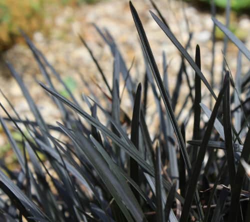 Give your garden something different with mondo grass, a black perennial grass with foliage that will stand apart against a backdrop of otherwise green/yellow colours in your garden. When grown in sunny locations it will produce rich, black foliage and light pink flowers in summer which are a feature in themselves.