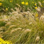 Ornamental grass pruning should be done in early to mid-spring just as the new growth starts. The method depends on whether you have deciduous or evergreen grasses.