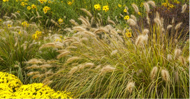 Ornamental grass pruning should be done in early to mid-spring just as the new growth starts. The method depends on whether you have deciduous or evergreen grasses.