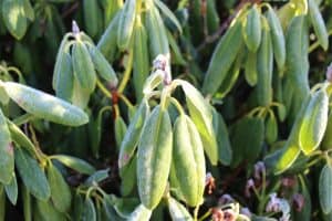 The first thing you might have noticed is that your Rhododendron seems to be wilting. If the leaves on your plant have started to wilt or droop it could be indicative of a problem with the weather. Being a fairly strong shrub or tree, most of the time the reasons your leaves droop is simply because of severe cold, this is especially true for plants grown in pots. So if they start to droop in the winter time, rest assured that once mild weather returns, so will your leaves.