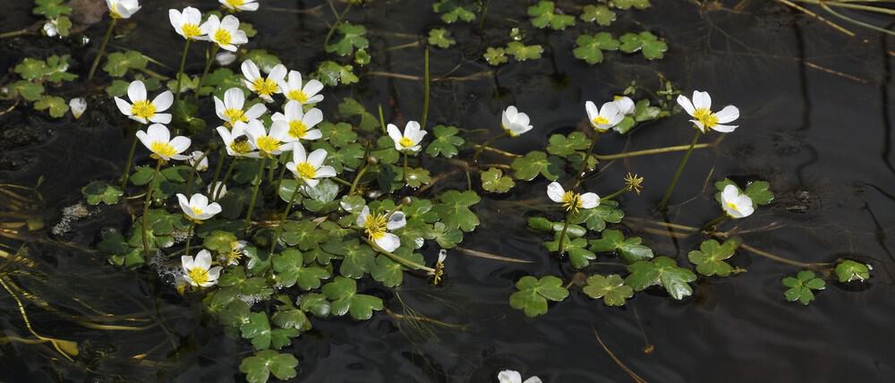In this post, we look at 7 of our favourite oxygenating pond plants to promote water clarity and health to provide a better environment for wildlife.