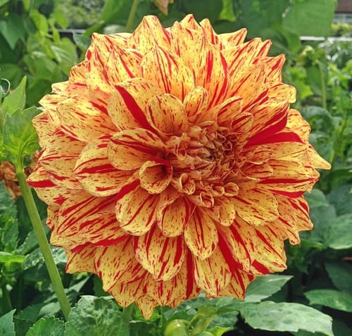 Painted Madame Dahlia with yellow and red striped petals