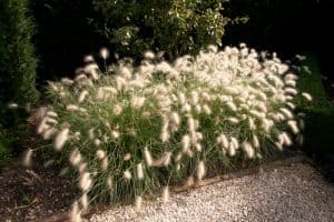 Pennisetum villosum also is known as Feathertop is a deciduous grass that is one of the quintessential ornamental grasses with it's bunny tail-like flowers that are soft and fluffy. It only grows to around 30-50cm and needs a sheltered position in well-drained soil.