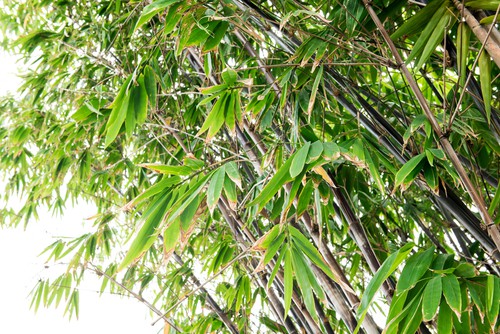 Black bamboo is a very exotic form of bamboo that as an Asian look to your garden. The bamboo is very fast growing and it produces upright stems just like any other bamboo.