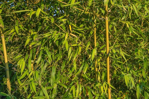 aureocaulis bamboo being a stunning choice with its yellow canes. It prefers full sun but needs to be planted in a sheltered position in moist but well-drained soil