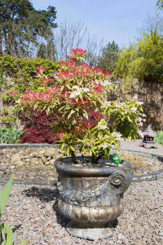 Pieris Forest Flame in pot - These plants prefer protection against wind and they do well if they get dappled afternoon shade. It will span approximately 1 metre or more in height and spread. Between the months of March and April, you can enjoy white flowers that are very showy and can be deadheaded immediately after flowering to encourage more clusters.