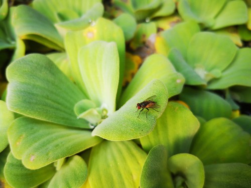 This variety of aquatic plant offers roots that hang below the surface and on top of the pond surface it offers unique, soft leaves that are thick and form a rosette appearance, hence its name.
