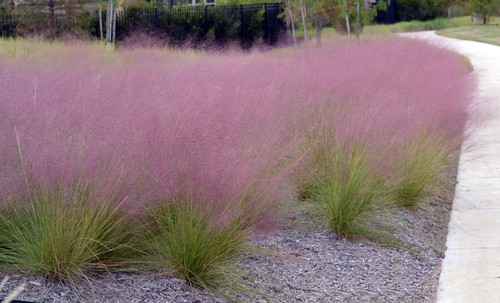 You can plant ornamental grasses at any time throughout the year but it is recommended that you do it in the spring or the autumn if you have the opportunity.