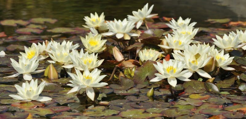 In this article, we look at 6 of the best pond plants for small ponds which are easy to grow. We feature both d floating and submerged plants.