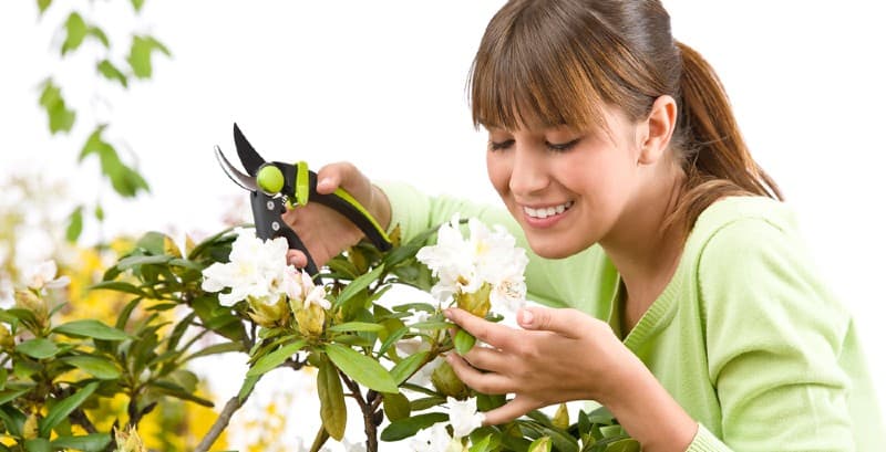 Rhododendrons don't need pruning but they can benefit from pruning, whether it be to control the size or encourage new growth, it does need doing correctly and at the right time of year