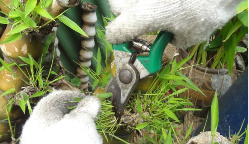 One way to keep bamboo under control is by yearly pruning and thinning, in this guide we look at the different pruning techniques and how to prune bamboo