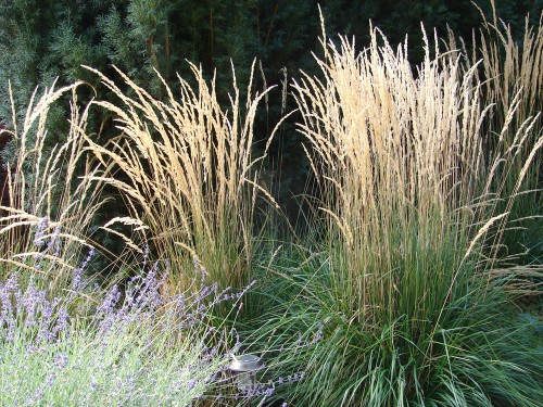 Ornamental grasses can be evergreen or deciduous. Knowing how to prune ornamental grasses requires knowing which of the two you have. Evergreen grasses do not loose there leaves or die back and generally just need a quick tidy up removing any dead leaves. Deciduous grasses die back to the ground or just turn brown but don't necessarily die back.