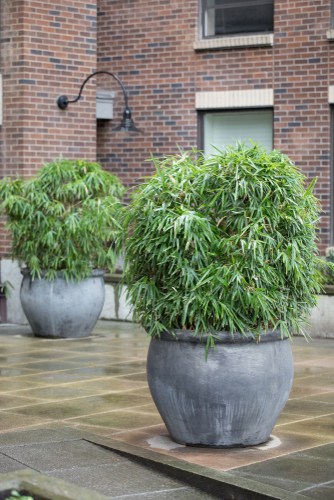 If you are growing bamboo in containers, you want the same drainage and considerations for runners versus clumps. You should also be cognizant of the pruning you will have to do to keep a container-grown specimen at the right size and also help the canes stand out. 