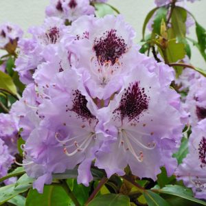 Another favoured variety is the Rhododendron blue Peter which is pictured above. This is an evergreen shrub and it has a colourful, dense head on the leaves with violet-blue flowers that come in funnel-shaped, tubular shapes, or Bell shapes. They also offer frilled pedals which is very unique and quite stunning. This is a bushy shrub that will reach up to 3 meters in height. It is ideally suited to be a hedge, privacy screen or specimen plant.