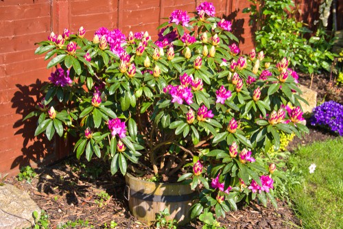 Having seaweed and sequestered iron additives mixed with regular fertiliser can help your Rhododendron foliage if you already have neutral or acidic soil. It's effective especially in pots where the cause of the yellow leaves is hard water. Adding the essential nutrients once the supply has been exhausted will correct just about any issue your Rhododendron is having which is the good news.