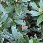 Rhododendron pests, diseases and other problems