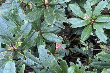 Rhododendron pests, diseases and other problems