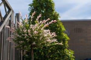 When picking small trees for pots you have to start by choosing the trees. After you have selected the trees you want you have to choose containers that are suitable for whatever style you have in your garden but also large enough to hold the root ball of the tree you want to grow.