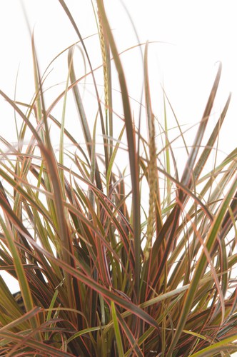 Known as the firedance, this compact sedge is a rich red, bronze colour and is absolutely stunning. If you are looking to add a splash of colour, this mound-shaped grass is it. The leaves have vertical accents of red along with the otherwise olive green leaves so it creates unique clumps that juxtapose other verdant plants or grasses you grow with it.