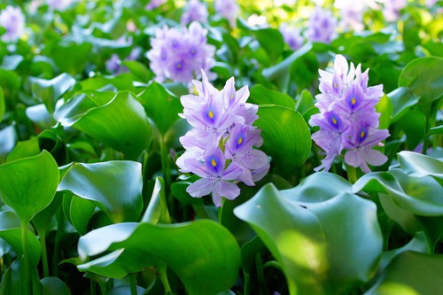 This freshwater aquatic plant varies in size and some mature plants can span a few centimetres while others get up to one metre. The plants produce spreading petioles and tend to stand in a dense, tall fashion.