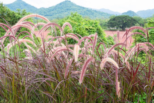 Given that there are so many types of ornamental grasses from which to choose you can truly find a variety for any position in your garden.