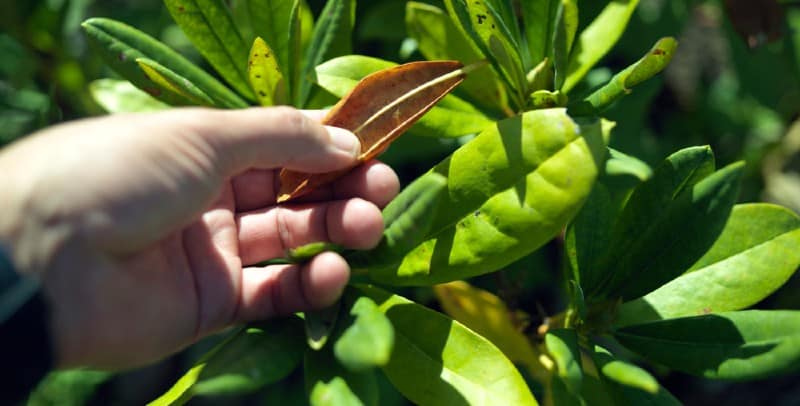 There are several reasons the leaves on a Rhododendron would start to turn yellow, being too wet is on reason, incorrect soil ph another. Rhododendron needs acidic soil or ericaceous compost.