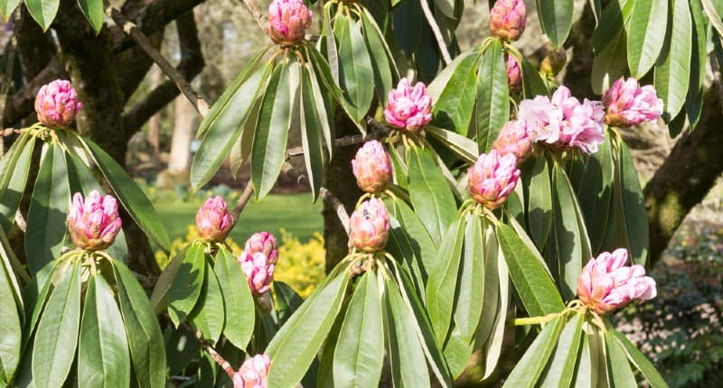 some problems you might notice with your Rhododendron after planting and even on established bushes. One of the most common problems we see a lot is the leaves on Rhododendrons starting to wilt. The most common cause is usually drought or cold weather but they usually recover once conditions are ideal again. Below we go other some of the other reasons you might have this problem with the leaves on your Rhododendron starting to droop and wilt.