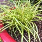 Growing grasses for in pots can be an exciting way to brighten up your garden and can provide year-round colour. We look at some of the best grasses for pots.