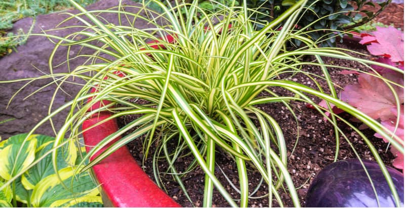 Growing grasses for in pots can be an exciting way to brighten up your garden and can provide year-round colour. We look at some of the best grasses for pots.