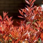 If you need to screen out something and you are in need of the best tall plants for screening then we have 8 of our favourite plants we recommend. See out list