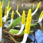 If you have a pond and in need of some deep water pond plants we have 6 of our favourite pond plants to consider, these are perfect for deeper water.
