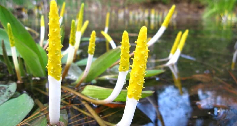 If you have a pond and in need of some deep water pond plants we have 6 of our favourite pond plants to consider, these are perfect for deeper water.