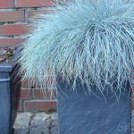 Ornamental grasses are a great way to add colour to your garden. Time to get inspired by some of our favourite evergreen grasses for containers and pots.