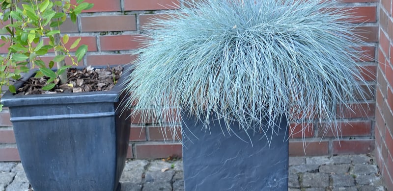 Ornamental grasses are a great way to add colour to your garden. Time to get inspired by some of our favourite evergreen grasses for containers and pots.