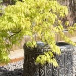 If you are looking to plant small trees in your garden in containers or pots, rest assured there are many small trees that are perfectly suited to your needs. We list 10 of our favourite trees for planting in pots.