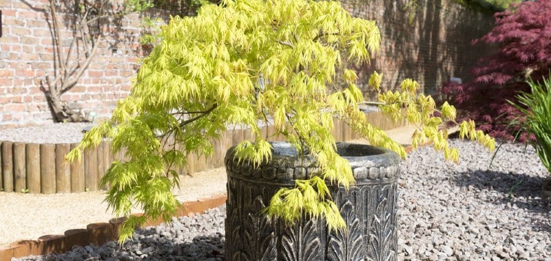 If you are looking to plant small trees in your garden in containers or pots, rest assured there are many small trees that are perfectly suited to your needs. We list 10 of our favourite trees for planting in pots.