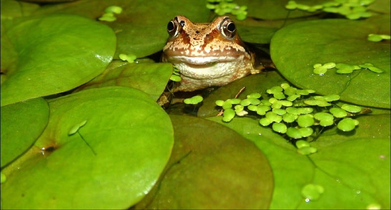 Floating pond plants and perfect for most ponds and they have many benefits and encourage wildlife into the pond. We have listed 7 top floating pond plants.