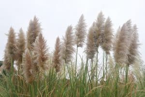 When you are considering pruning your pampas grass, it should be done in winter, ideally, January or February or early spring before the new shoots start shooting when the weather starts to warm a little. You don't want to do it in the summer or you can damage the plant and promote new flowering spikes that will late produce the stunning flowers which you want to avoid.