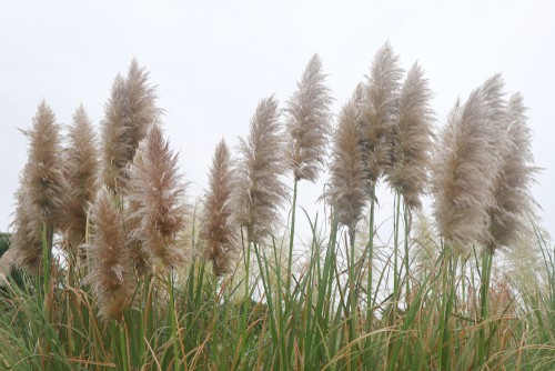 When you are considering pruning your pampas grass, it should be done in winter, ideally, January or February or early spring before the new shoots start shooting when the weather starts to warm a little. You don't want to do it in the summer or you can damage the plant and promote new flowering spikes that will late produce the stunning flowers which you want to avoid.
