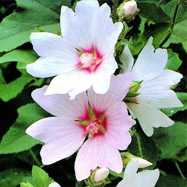 Lavatera barnsley baby - Another upright beauty is the lavatera. This is a dwarf variety of the commonly found plant among cottage gardens. It has a branching design with soft pink flowers that grow along the racemes. During the summer the saucer-shaped flowers will attract pollinators like bees and butterflies to your garden and is sure to draw the attention of anyone who stops by for a visit. Once it gets established it needs very little maintenance and in fact, will survive through periods of drought just fine.