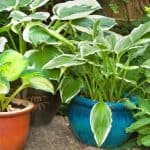 If need grows plants for pots and need something that's more permanent then perennials can a good choice. We look at 10 of the best perennial plants for pots.