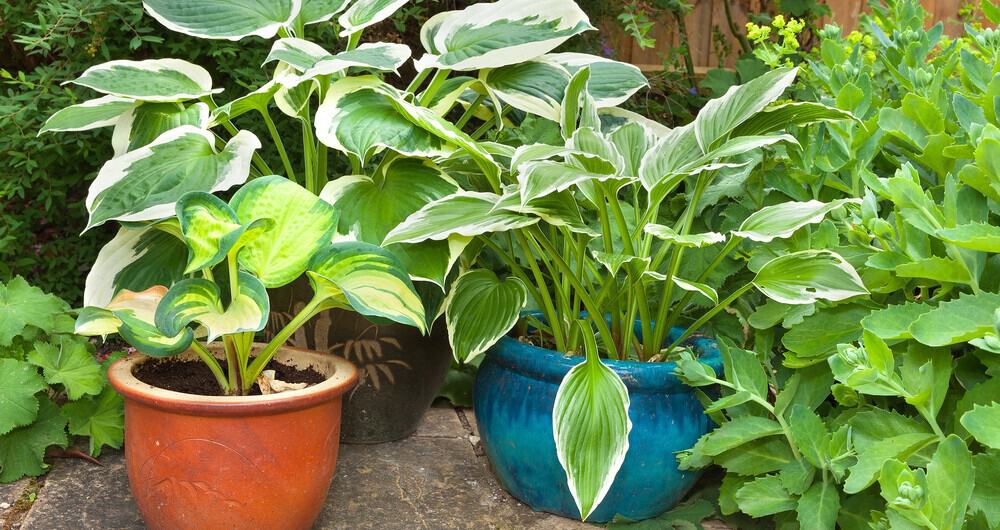 If need grows plants for pots and need something that's more permanent then perennials can a good choice. We look at 10 of the best perennial plants for pots.