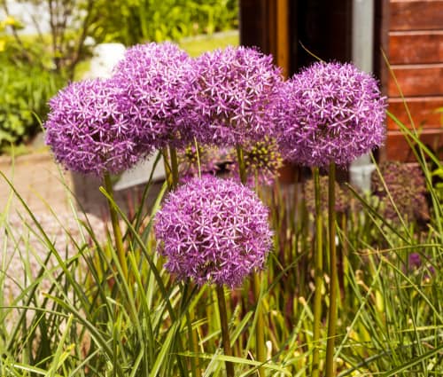 How to propagate alliums